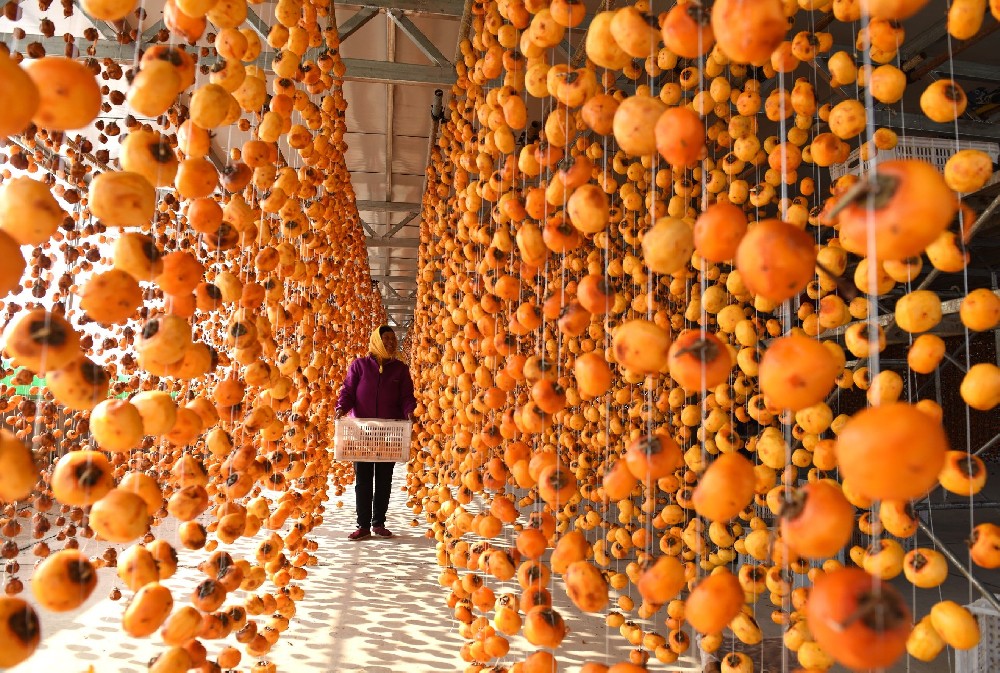 柿子柿餅烘干設(shè)備應(yīng)用及注意事項